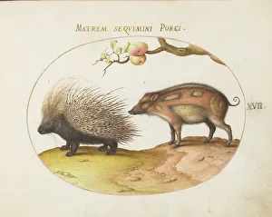Porcupine Prints: Animalia Qvadrvpedia et Reptilia (Terra): Plate XVII