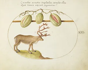 Animalia Qvadrvpedia et Reptilia (Terra): Plate XXI, c. 1575/1580. Creator: Joris Hoefnagel