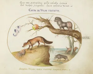Hyena Prints: Animalia Qvadrvpedia et Reptilia (Terra): Plate XXVII