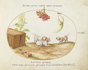 Puppies Prints: Animalia Qvadrvpedia et Reptilia (Terra): Plate XXXIX