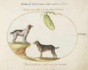 Animalia Qvadrvpedia et Reptilia (Terra): Plate XXXVII, c. 1575/1580. Creator: Joris Hoefnagel