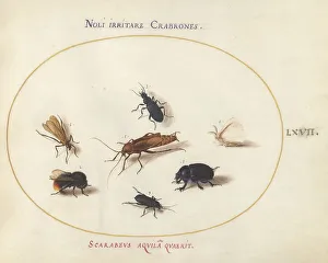 Bees Prints: Animalia Rationalia et Insecta (Ignis): Plate LXVII