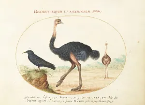 Animalia Volatilia et Amphibia (Aier): Plate I, c. 1575/1580. Creator: Joris Hoefnagel