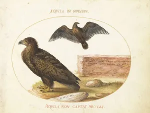 Eagles Prints: Animalia Volatilia et Amphibia (Aier): Plate II, c. 1575/1580. Creator: Joris Hoefnagel