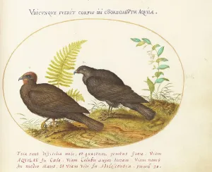 Hawk Prints: Animalia Volatilia et Amphibia (Aier): Plate III, c. 1575/1580. Creator: Joris Hoefnagel