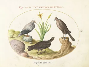 Hawk Prints: Animalia Volatilia et Amphibia (Aier): Plate IV, c. 1575/1580. Creator: Joris Hoefnagel