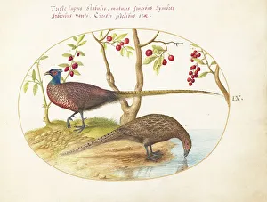 Pheasant Prints: Animalia Volatilia et Amphibia (Aier): Plate IX, c. 1575/1580. Creator: Joris Hoefnagel