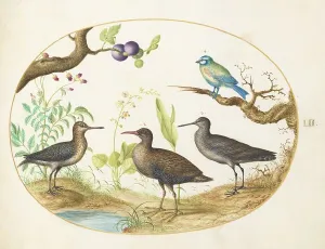 Animalia Volatilia et Amphibia (Aier): Plate LII, c. 1575/1580. Creator: Joris Hoefnagel