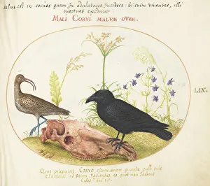 Crow Prints: Animalia Volatilia et Amphibia (Aier): Plate LIX, c. 1575/1580. Creator: Joris Hoefnagel