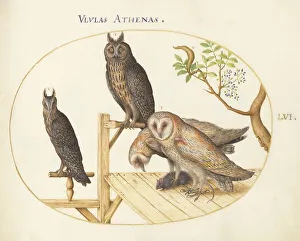 Owls Prints: Animalia Volatilia et Amphibia (Aier): Plate LVI, c. 1575/1580. Creator: Joris Hoefnagel