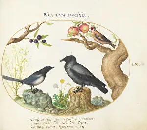 Crow Prints: Animalia Volatilia et Amphibia (Aier): Plate LX, c. 1575/1580. Creator: Joris Hoefnagel