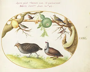 Partridge Prints: Animalia Volatilia et Amphibia (Aier): Plate LXIV, c. 1575/1580. Creator: Joris Hoefnagel