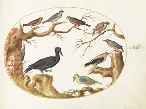 Nut Hatch Prints: Animalia Volatilia et Amphibia (Aier): Plate LXIX, c. 1575/1580. Creator: Joris Hoefnagel