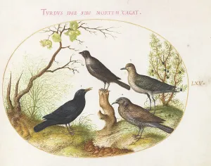 Starling Prints: Animalia Volatilia et Amphibia (Aier): Plate LXV, c. 1575/1580. Creator: Joris Hoefnagel