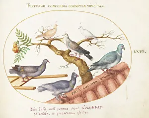 Pigeons Prints: Animalia Volatilia et Amphibia (Aier): Plate LXVI, c. 1575/1580. Creator: Joris Hoefnagel