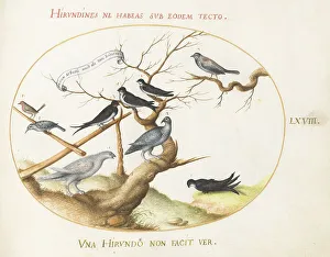 Swallow Prints: Animalia Volatilia et Amphibia (Aier): Plate LXVIII