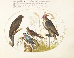 Hawk Prints: Animalia Volatilia et Amphibia (Aier): Plate VI, c. 1575/1580. Creator: Joris Hoefnagel