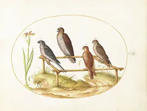 Animalia Volatilia et Amphibia (Aier): Plate VII, c. 1575/1580. Creator: Joris Hoefnagel