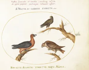 Vulture Prints: Animalia Volatilia et Amphibia (Aier): Plate VIII, c. 1575/1580. Creator: Joris Hoefnagel