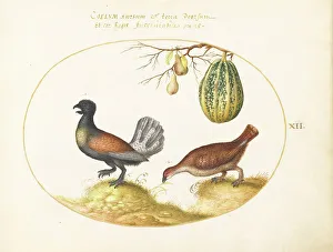 Grouse Prints: Animalia Volatilia et Amphibia (Aier): Plate XII, c. 1575/1580. Creator: Joris Hoefnagel