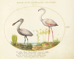 Animalia Volatilia et Amphibia (Aier): Plate XIV, c. 1575/1580. Creator: Joris Hoefnagel