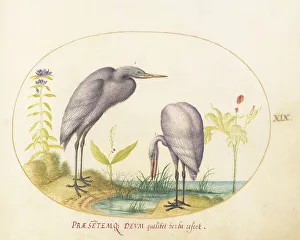 Egret Prints: Animalia Volatilia et Amphibia (Aier): Plate XIX, c. 1575/1580. Creator: Joris Hoefnagel