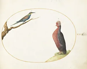 Animalia Volatilia et Amphibia (Aier): Plate XL, c. 1575/1580. Creator: Joris Hoefnagel