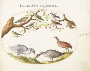 Cherry Tree Prints: Animalia Volatilia et Amphibia (Aier): Plate XLI, c. 1575/1580. Creator: Joris Hoefnagel