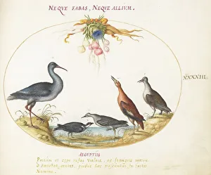 Sandpiper Prints: Animalia Volatilia et Amphibia (Aier): Plate XLIII, c. 1575/1580. Creator: Joris Hoefnagel