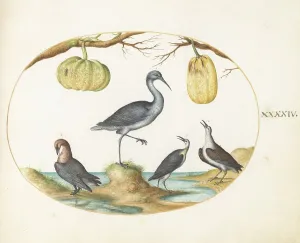 Sandpiper Prints: Animalia Volatilia et Amphibia (Aier): Plate XLIV, c. 1575/1580. Creator: Joris Hoefnagel