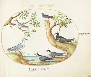 Gulls Prints: Animalia Volatilia et Amphibia (Aier): Plate XLIX, c. 1575/1580. Creator: Joris Hoefnagel