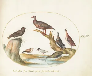 Seabird Prints: Animalia Volatilia et Amphibia (Aier): Plate XLV, c. 1575/1580. Creator: Joris Hoefnagel