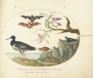 Bats Prints: Animalia Volatilia et Amphibia (Aier): Plate XLVI, c. 1575/1580. Creator: Joris Hoefnagel