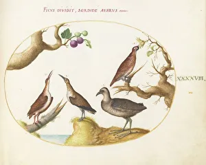 Grouse Prints: Animalia Volatilia et Amphibia (Aier): Plate XLVIII