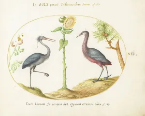 Heron Prints: Animalia Volatilia et Amphibia (Aier): Plate XVI, c. 1575/1580. Creator: Joris Hoefnagel