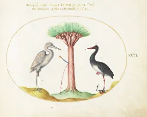 Heron Prints: Animalia Volatilia et Amphibia (Aier): Plate XVII, c. 1575/1580. Creator: Joris Hoefnagel