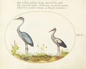 Heron Prints: Animalia Volatilia et Amphibia (Aier): Plate XVIII, c. 1575/1580. Creator: Joris Hoefnagel