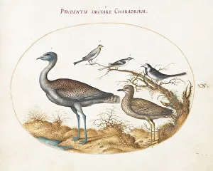 Plover Prints: Animalia Volatilia et Amphibia (Aier): Plate XX, c. 1575/1580. Creator: Joris Hoefnagel