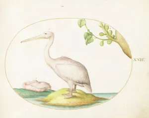 Pelican Prints: Animalia Volatilia et Amphibia (Aier): Plate XXII, c. 1575/1580. Creator: Joris Hoefnagel