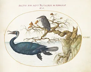 Heron Prints: Animalia Volatilia et Amphibia (Aier): Plate XXIII, c. 1575/1580. Creator: Joris Hoefnagel