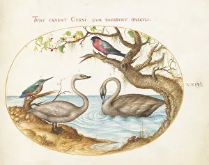 Swans Prints: Animalia Volatilia et Amphibia (Aier): Plate XXIV, c. 1575/1580. Creator: Joris Hoefnagel