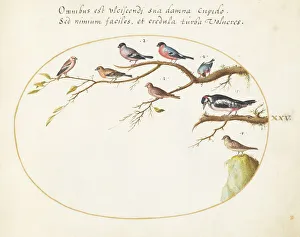 Finch Prints: Animalia Volatilia et Amphibia (Aier): Plate XXV, c. 1575/1580. Creator: Joris Hoefnagel