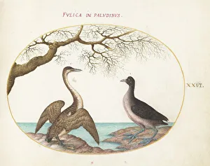 Phalaerocorax Carbo Prints: Animalia Volatilia et Amphibia (Aier): Plate XXVI, c. 1575/1580. Creator: Joris Hoefnagel