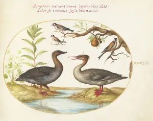 Animalia Volatilia et Amphibia (Aier): Plate XXXI, c. 1575/1580. Creator: Joris Hoefnagel