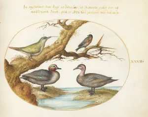 Teal Prints: Animalia Volatilia et Amphibia (Aier): Plate XXXII, c. 1575/1580. Creator: Joris Hoefnagel