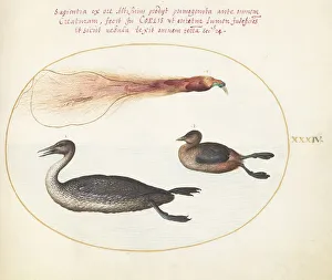 Grebe Prints: Animalia Volatilia et Amphibia (Aier): Plate XXXIV, c. 1575/1580. Creator: Joris Hoefnagel