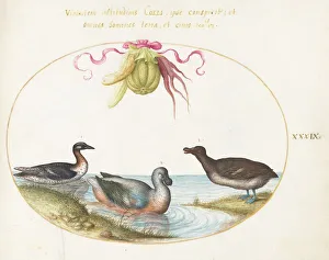Animalia Volatilia et Amphibia (Aier): Plate XXXIX, c. 1575/1580. Creator: Joris Hoefnagel