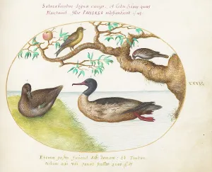 Teal Prints: Animalia Volatilia et Amphibia (Aier): Plate XXXV, c. 1575/1580. Creator: Joris Hoefnagel