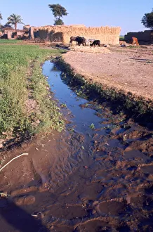 Drainage Prints: Animals grazing beside an irrigation or drainage ditch, Egypt, 20th Century