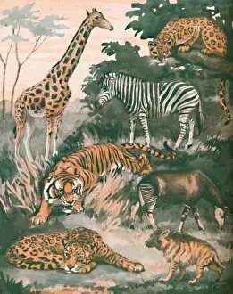 Diversity Collection: Animals Helped By Spots and Stripes, 1935